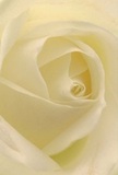 The cream-white petals of this rose gather in a dreamy spiral, curling inward as though beckoning you closer-like a dawn mist winding through the hidden corners of Hackney Wick's canals. Delicate, matte texture meets the eye, while gentle luminance glows from the fold's heart, casting subtle shadows that create a sense of peaceful intimacy. The mood suggests early mornings in quiet Wick courtyards-a perfect calm, ideal for sending love, offering sympathy, or marking life's new chapters in Hackney Wick. Sweet, barely-there fragrance lingers in the mind, evoking the gentle touch of wildflowers on the edges of Victoria Park. From an expert florist's hand, this rose is chosen for its purity and grace, and its flawless arrangement mirrors both the artistry and heart of Hackney Wick's creative landscape. This close vantage invites you to feel not just the softness of the flower, but the meaningful intent behind every lovingly prepared bouquet delivered throughout Hackney Wick.